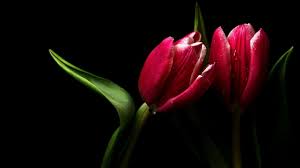 Tulipano  tulipano ispiri Amore Images?q=tbn:ANd9GcQY28yKAFZdofBJoXT0cMiO8Aoo3nAcodnvKioO_37IPSYqtT4aQQ
