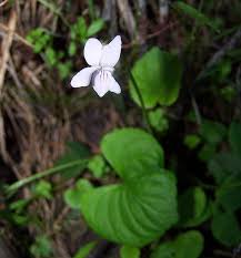 Viola palustris Calflora