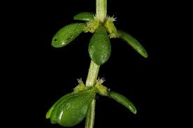 Valantia L. | Plants of the World Online | Kew Science