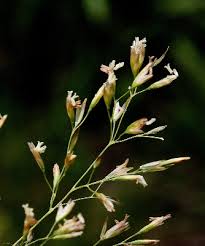 Poa nemoralis - Michigan Flora