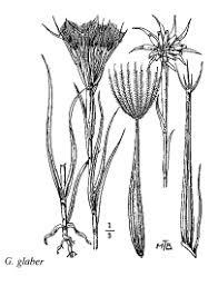 Sp. Geropogon glaber - florae.it