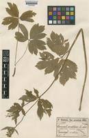 Ranunculus brutius Ten. [family RANUNCULACEAE] on JSTOR