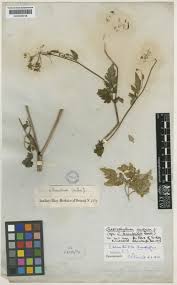 Chaerophyllum aureum L. | Plants of the World Online | Kew Science