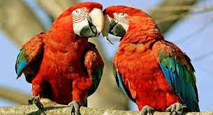 Birds : We are in love !  Birds 飛烏