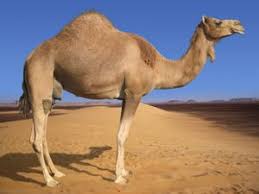 Image result for image camel through the eye of a needle