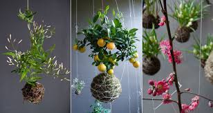 Image result for your hanging garden
