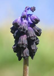 Muscari commutatum (Dark Grape Hyacinth) : MaltaWildPlants.com ...