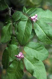Lonicera in Flora of China @ efloras.org