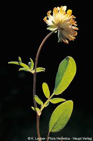 Anthyllis vulneraria subsp. alpestris