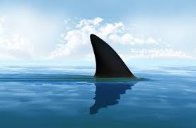Résultat de recherche d'images pour "requin"