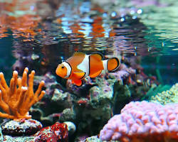 Clownfish aquarium pet