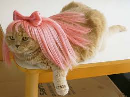 Image result for cats with wigs
