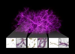 Slime Mold Simulations Map Dark Matter Holding Universe Together ...