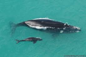 Image result for whales
