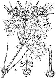 Geranium carolinianum - Wikipedia, la enciclopedia libre