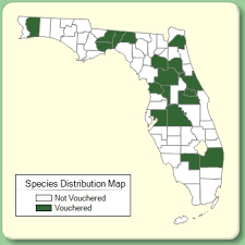 Egeria densa - Species Page - ISB: Atlas of Florida Plants