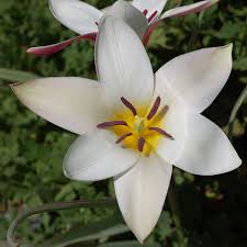 Tulipa clusiana - Wikipedia