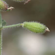 Saponaria ocymoides (rock soapwort): Go Botany