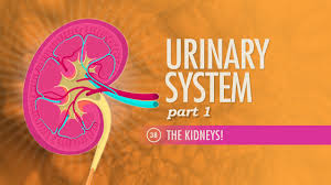 Urinary System, Part 1: Crash Course A&P #38 - YouTube
