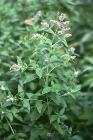 Mentha longifolia - Wikipedia