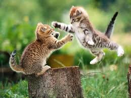 Image result for lion cubs fighting pics