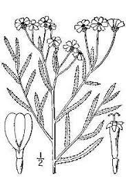 Plants Profile for Achillea ptarmica (sneezeweed)