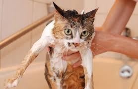 Image result for cats being shampooed