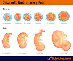Resultado de imagen para desarrollo del embrion durante el embarazo