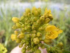 Rorippa amphibia Great Yellow Cress PFAF Plant Database