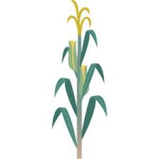 Image result for tall corn tassel cartoon
