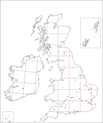 Anemone ranunculoides | Online Atlas of the British and Irish Flora