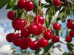 cherry fruit tree ile ilgili görsel sonucu