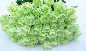Resultado de imagen para green roses images