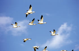 Resultado de imagen para la migración de las aves
