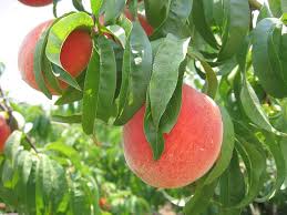 Image result for belle georgia peach tree