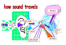Image result for how we hear sound through our ears