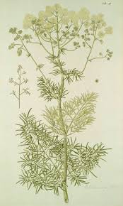 Thalictrum lucidum - Wikipedia