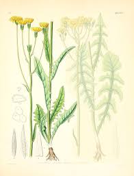 Crepis nicaeensis - Wikipedia
