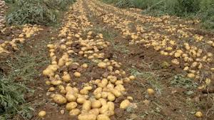Image result for potato field