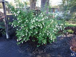 Ribes sanguineum v. glutinosum 'Cal Flora White' | California Flora ...