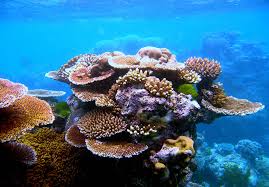 Resultado de imagem para imagens corais