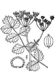 Plants Profile for Pimpinella saxifraga (solidstem burnet saxifrage)