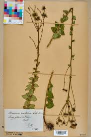 File:Neuchâtel Herbarium - Hieracium brevifolium - NEU000014937 ...