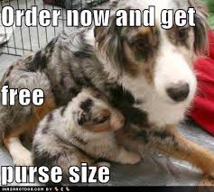 Image result for purse-sized dog