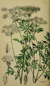 Peucedanum venetum - Wikispecies