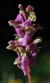 Orchis spitzelii - Wikipedia