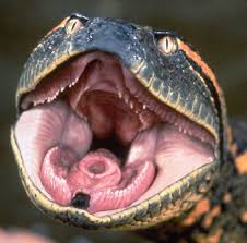 Image result for anaconda 16