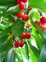cherry plants ile ilgili görsel sonucu