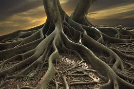 Image result for roots
