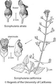 Scrophularia californica